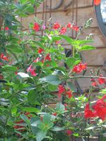 Rode Salvia