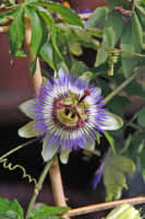 passiflora caelurea